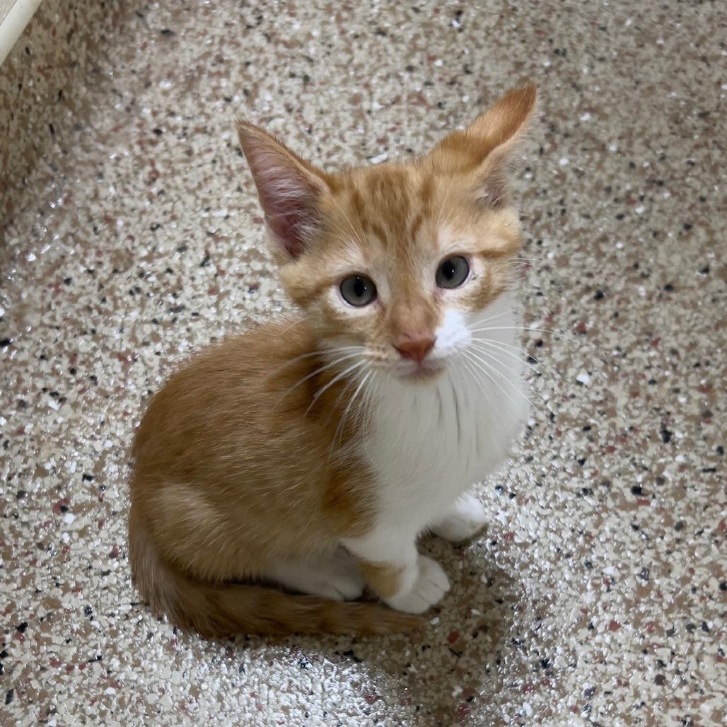 Enlarge Fanta, a Adoptable American Shorthair in Donalsonville, GA image 1/2