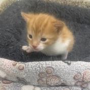 Enlarge Fanta, a Adoptable American Shorthair in Donalsonville, GA image 2/2