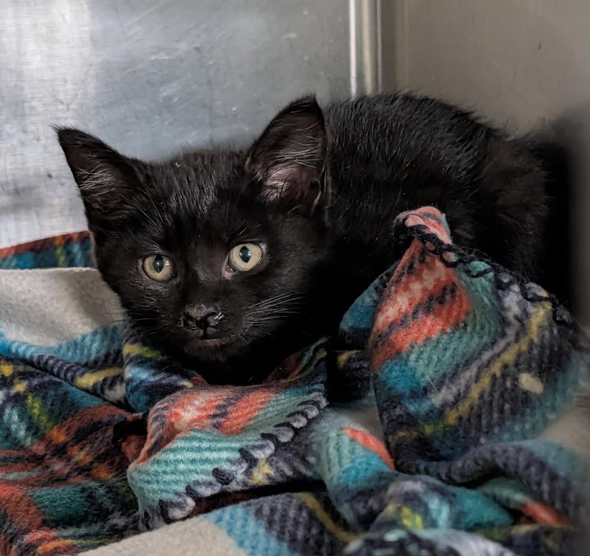 Enlarge Soot (Spayed) (Photos April 16, 2026), an adopted Domestic Short Hair in Marietta, OH image 2/4