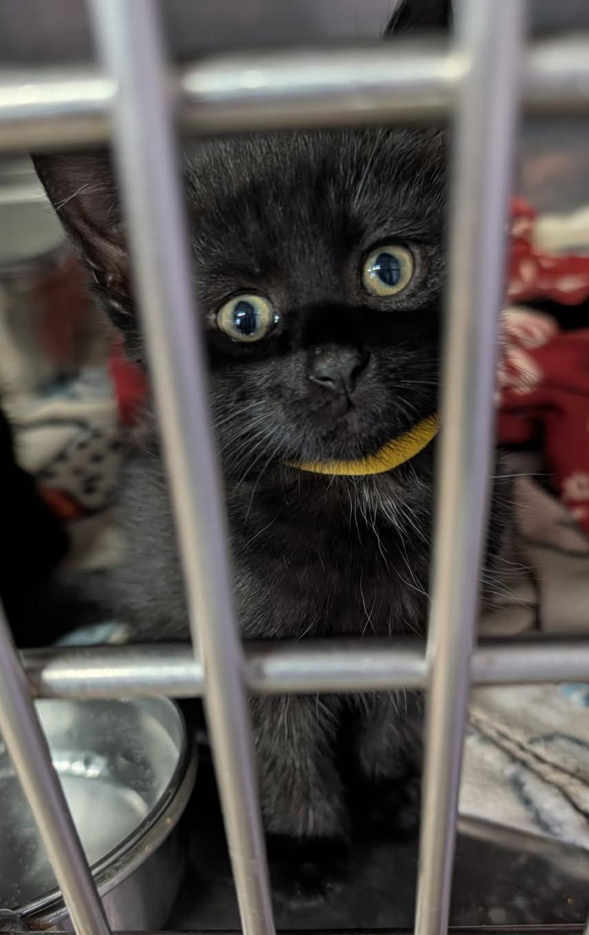 Enlarge Soot (Spayed) (Photos April 16, 2026), an adopted Domestic Short Hair in Marietta, OH image 3/4