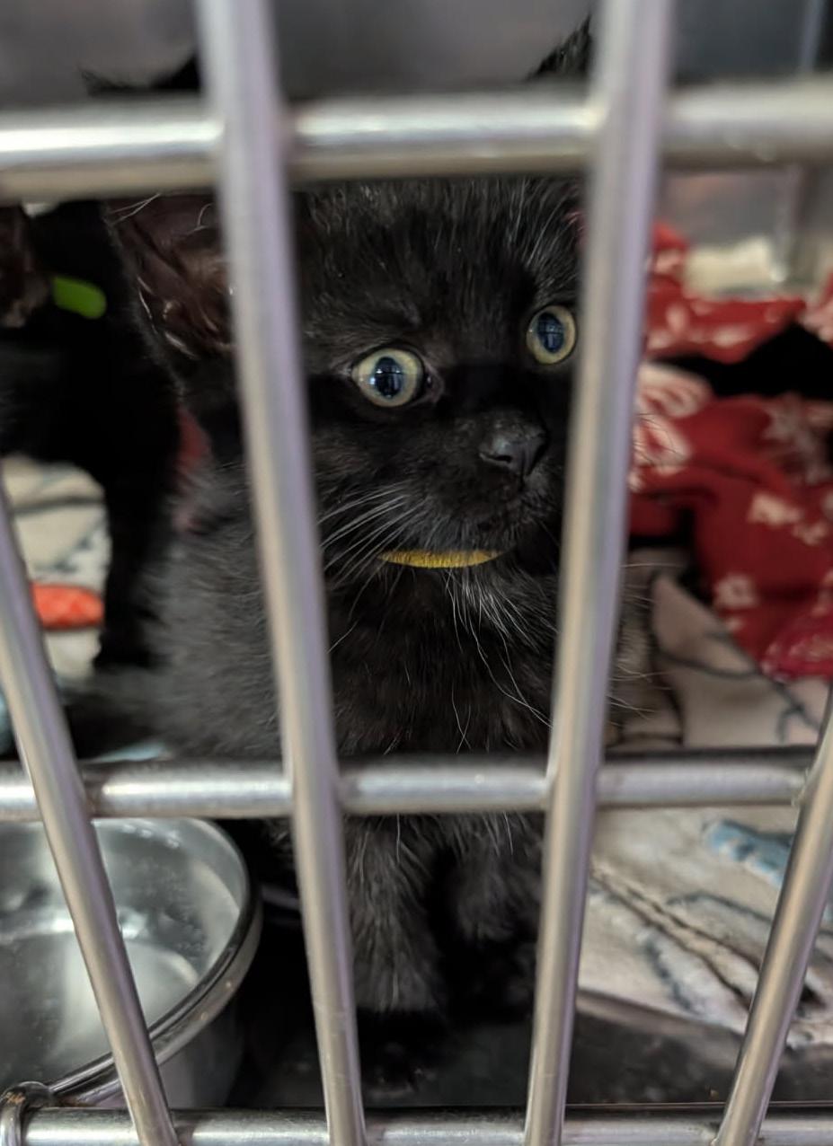 Enlarge Soot (Spayed) (Photos April 16, 2026), an adopted Domestic Short Hair in Marietta, OH image 4/4