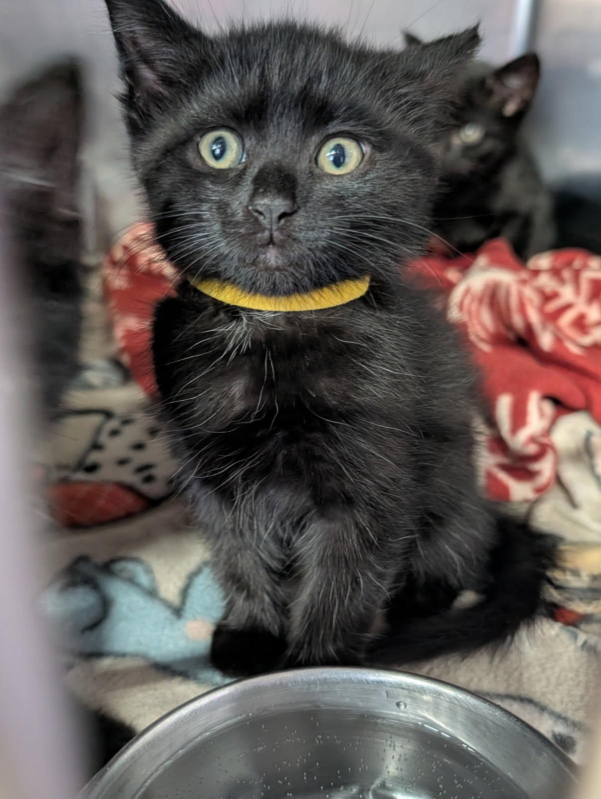 Enlarge Soot (Spayed) (Photos April 16, 2026), an adopted Domestic Short Hair in Marietta, OH image 1/4