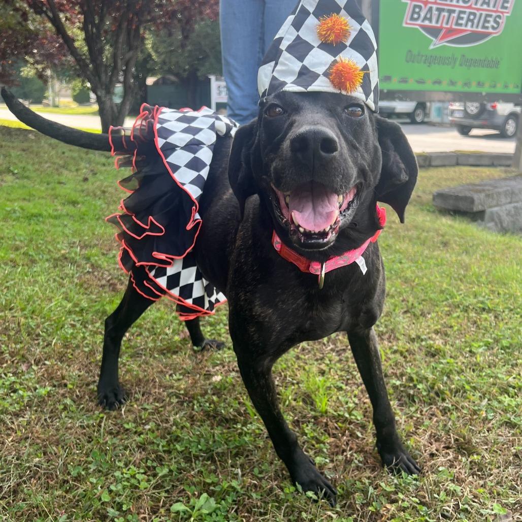 Ginny, Adoptable, Adult Female Plott Hound.