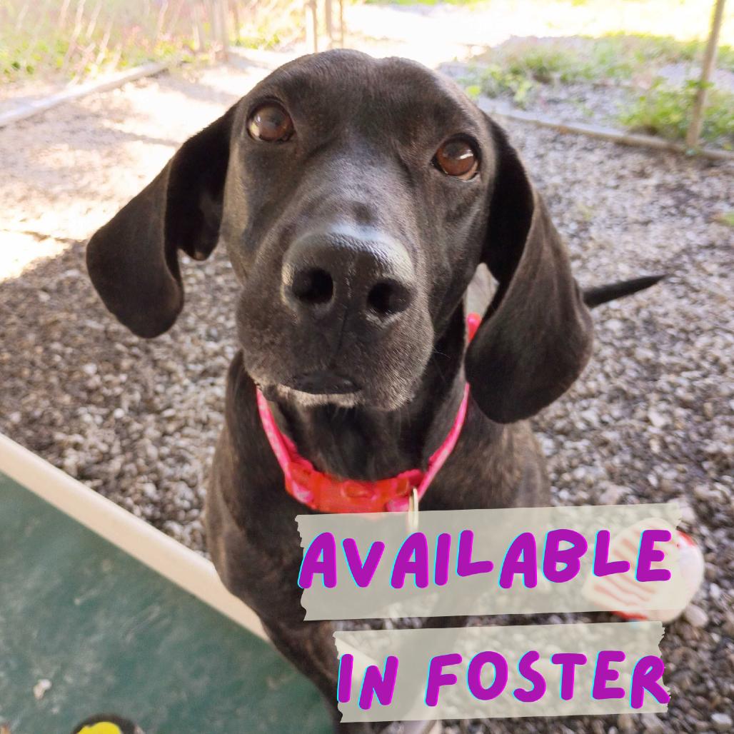 Enlarge Ginny, a Adoptable Plott Hound in Waynesville, NC image 2/5