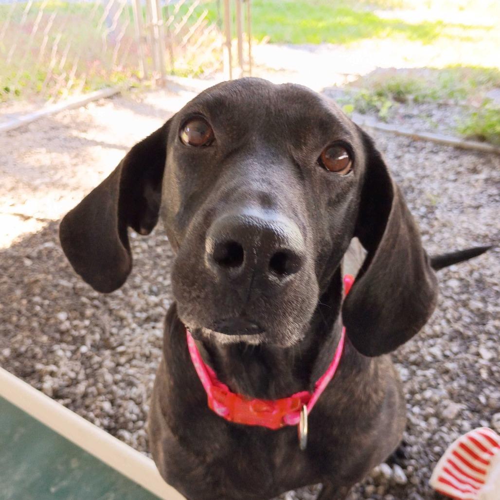 Enlarge Ginny, a Adoptable Plott Hound in Waynesville, NC image 3/5