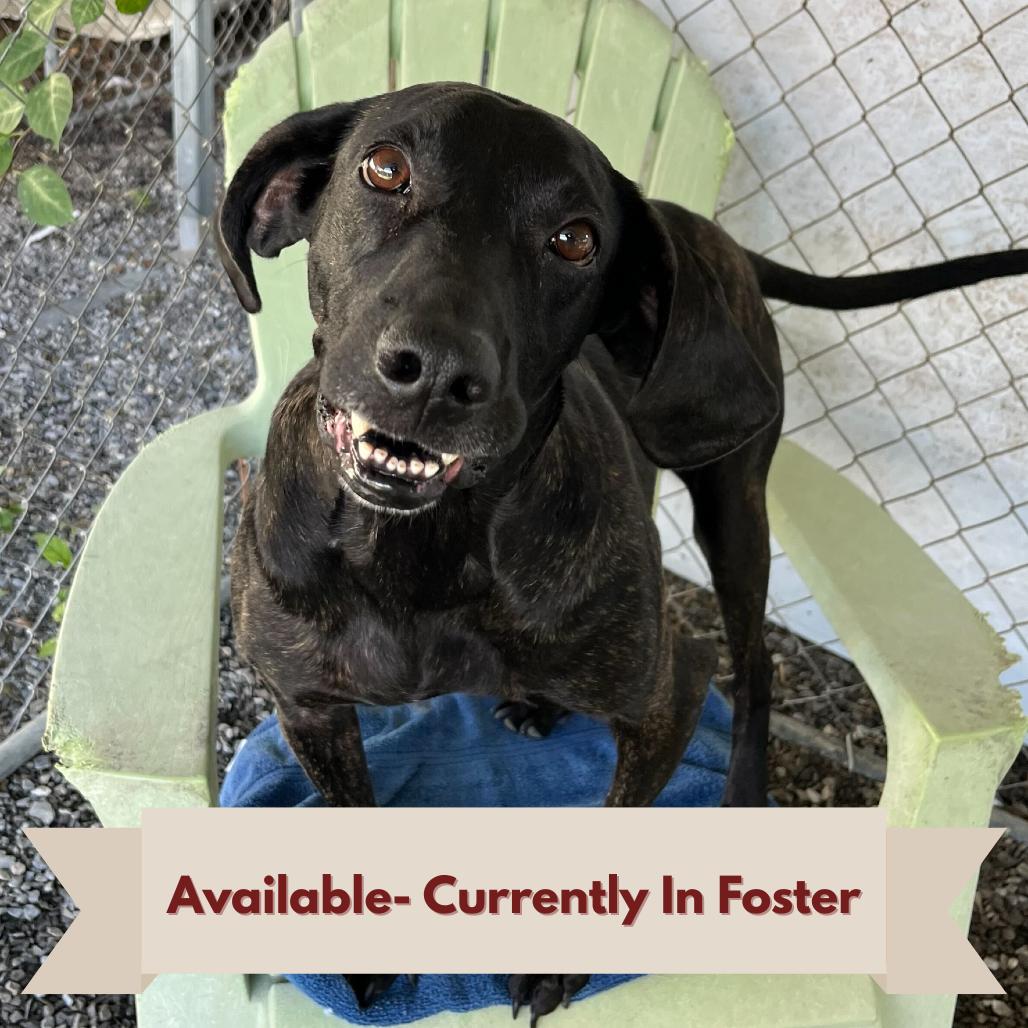 Enlarge Ginny, a Adoptable Plott Hound in Waynesville, NC image 4/5