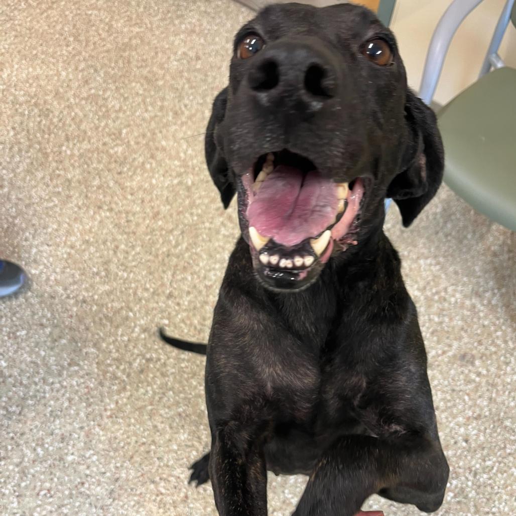 Enlarge Ginny, a Adoptable Plott Hound in Waynesville, NC image 5/5