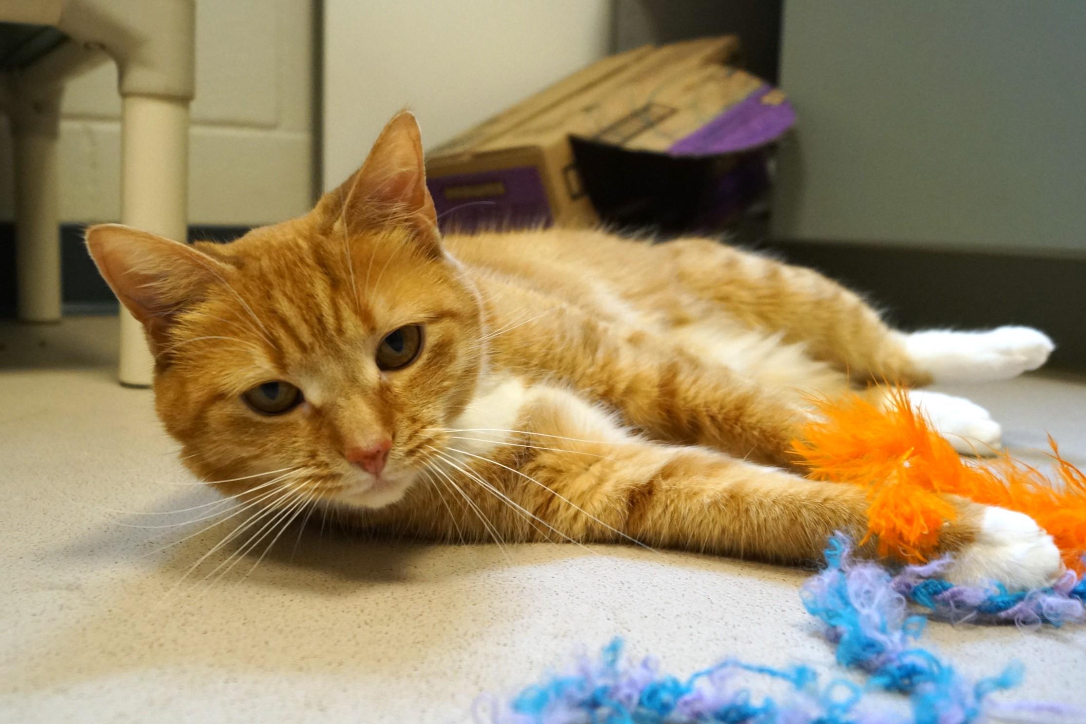 Winnie, adopted, Adult Female Tabby.