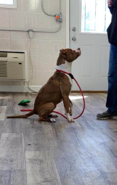 Quinn, Adoptable, Adult Female American Bully & Mixed Breed.