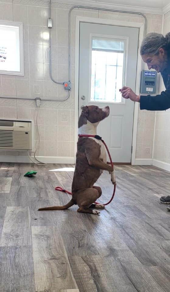 Enlarge Quinn, a Adoptable mixed breed in Hoopeston, IL image 2/6