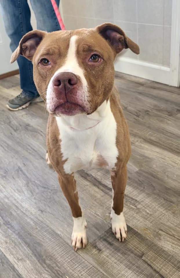 Enlarge Quinn, a Adoptable mixed breed in Hoopeston, IL image 3/6