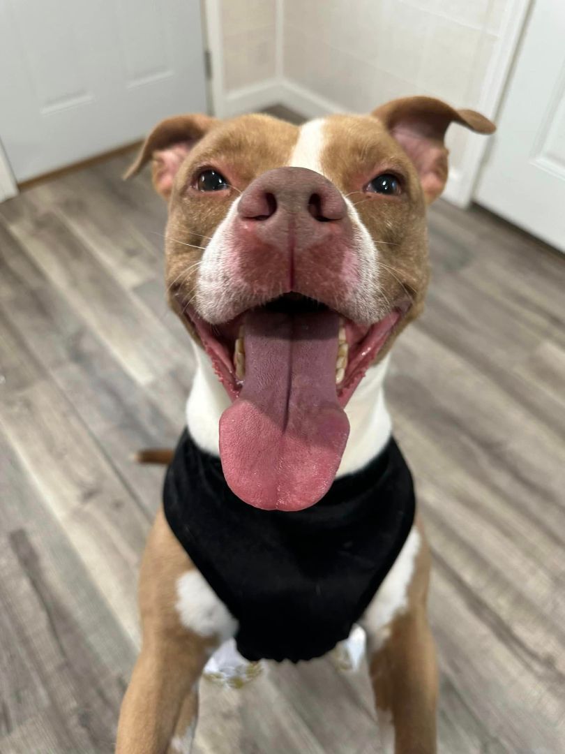 Enlarge Quinn, a Adoptable mixed breed in Hoopeston, IL image 4/6