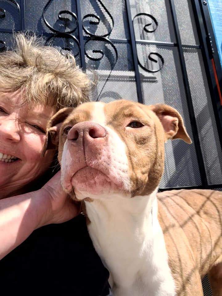 Enlarge Quinn, a Adoptable mixed breed in Hoopeston, IL image 5/6