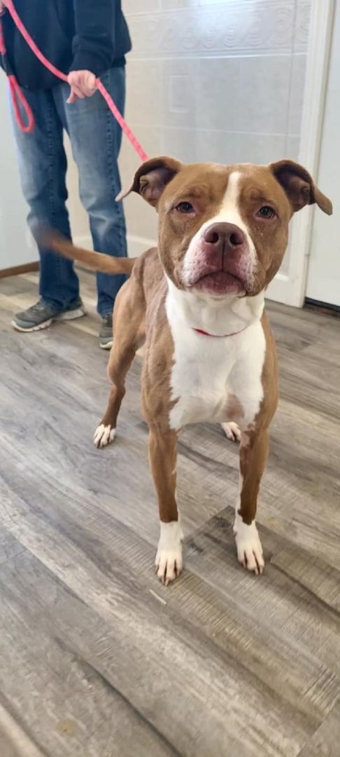 Enlarge Quinn, a Adoptable mixed breed in Hoopeston, IL image 6/6