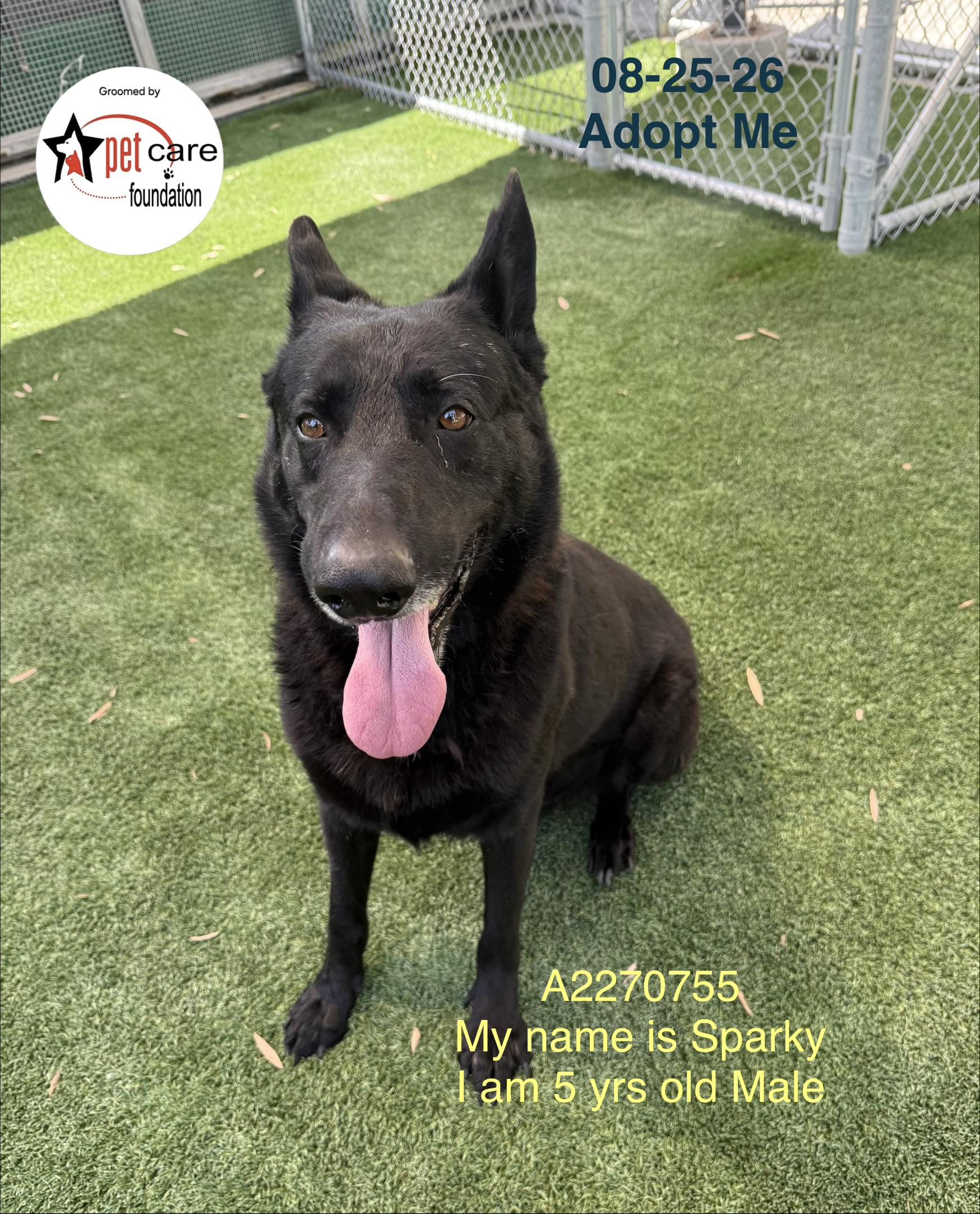 SPARKY, Adoptable, Adult Male German Shepherd Dog.