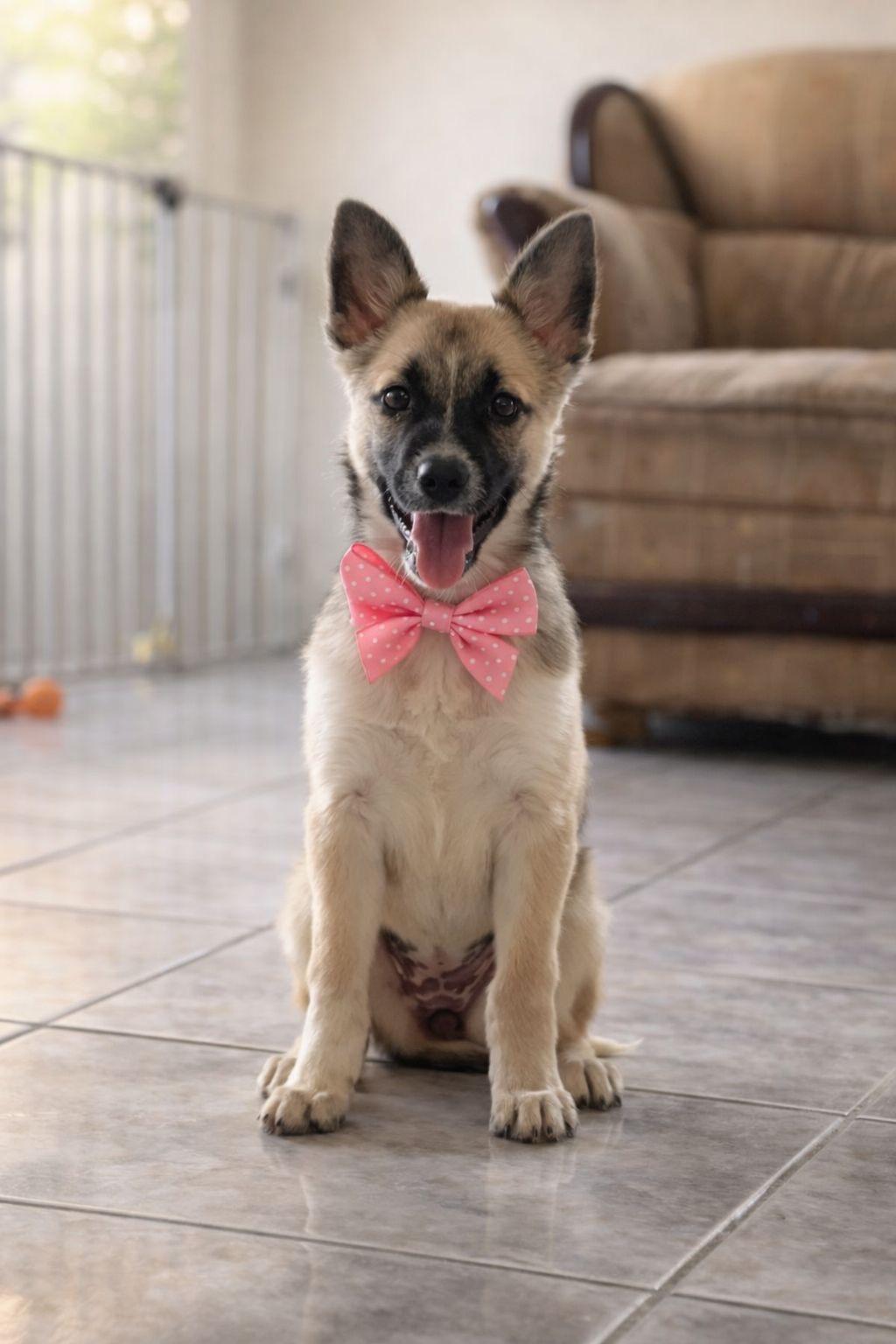 Enlarge Louise , an adopted mixed breed in Brownsville, TX image 3/4