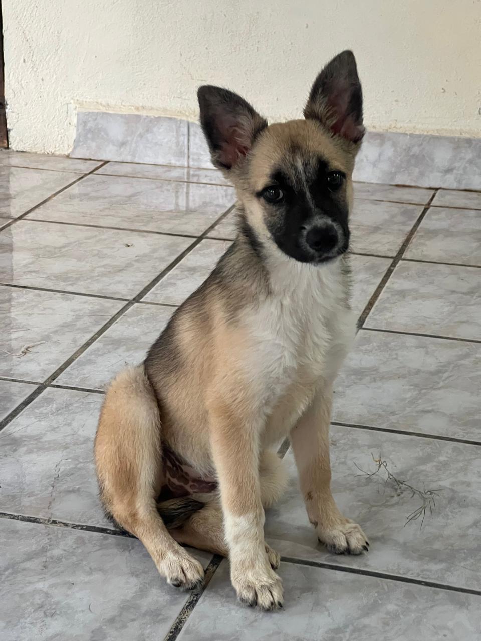 Enlarge Louise , an adopted mixed breed in Brownsville, TX image 2/4