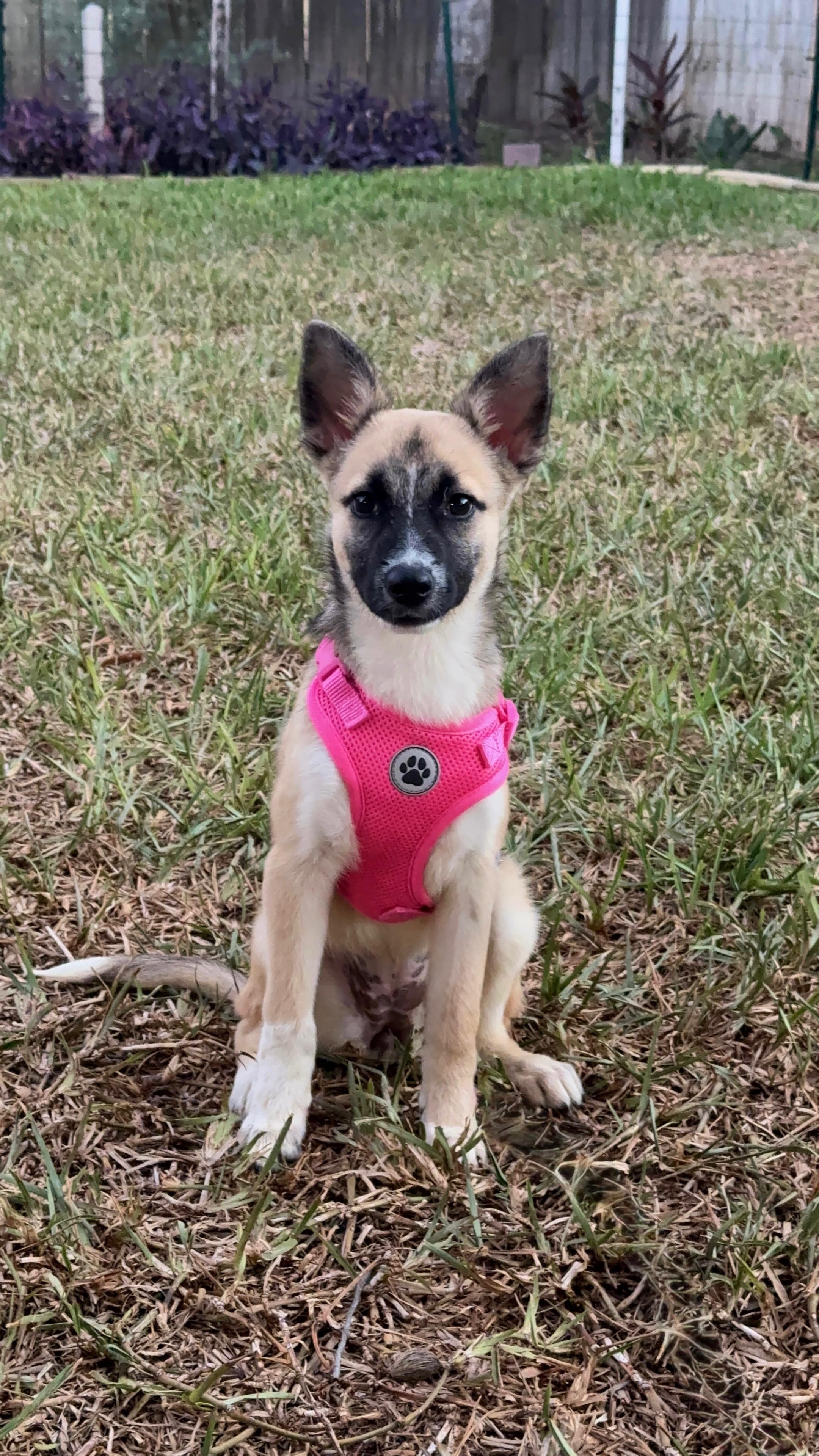Louise , adopted, Puppy Female Belgian Shepherd / Malinois & Pembroke Welsh Corgi.