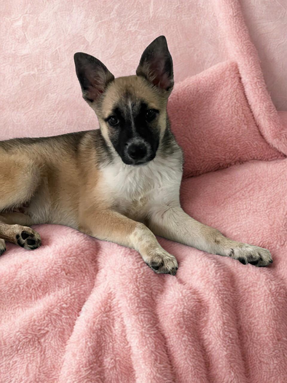 Enlarge Louise , an adopted mixed breed in Brownsville, TX image 4/4
