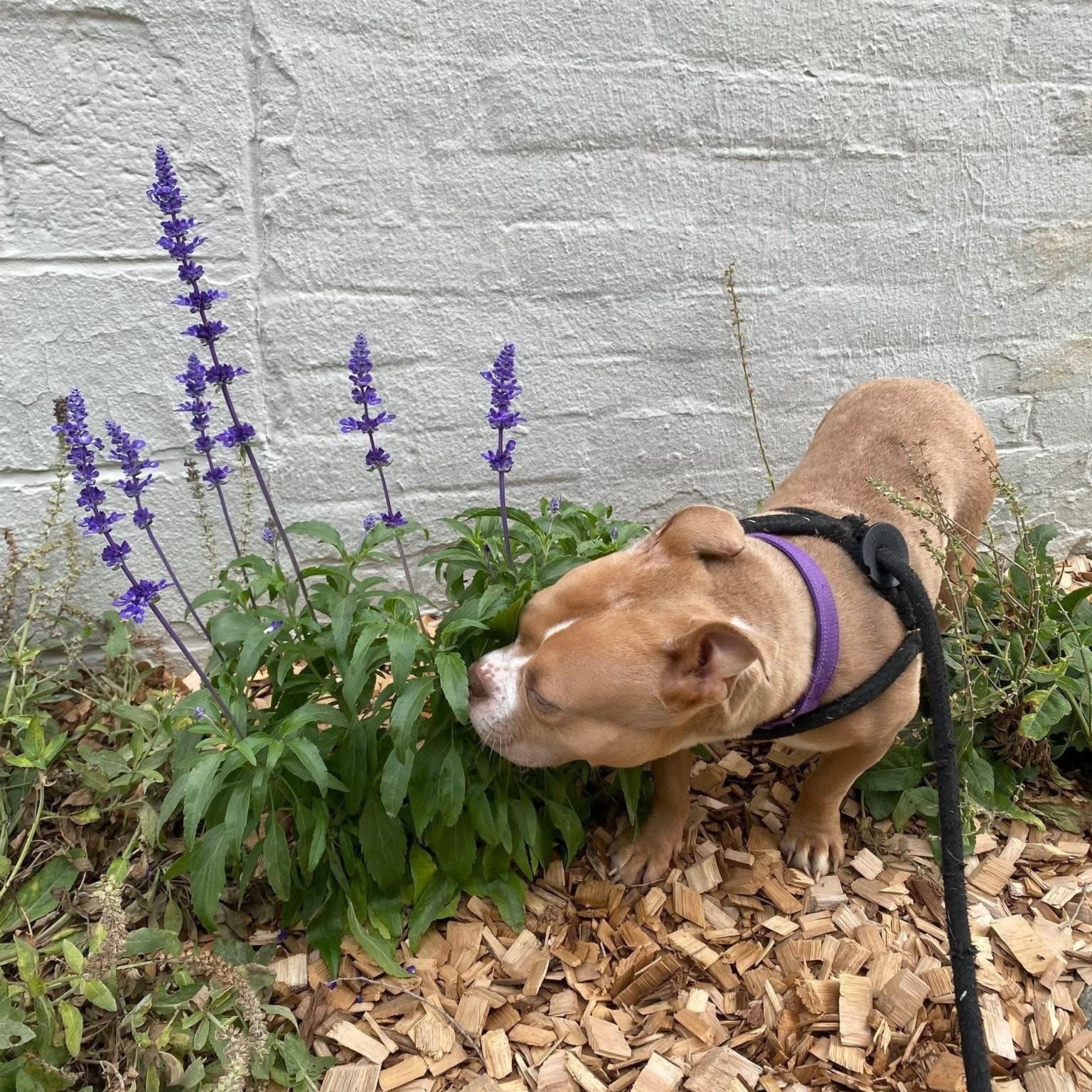 Enlarge Tugboat, a Adoptable mixed breed in Detroit, MI image 4/6