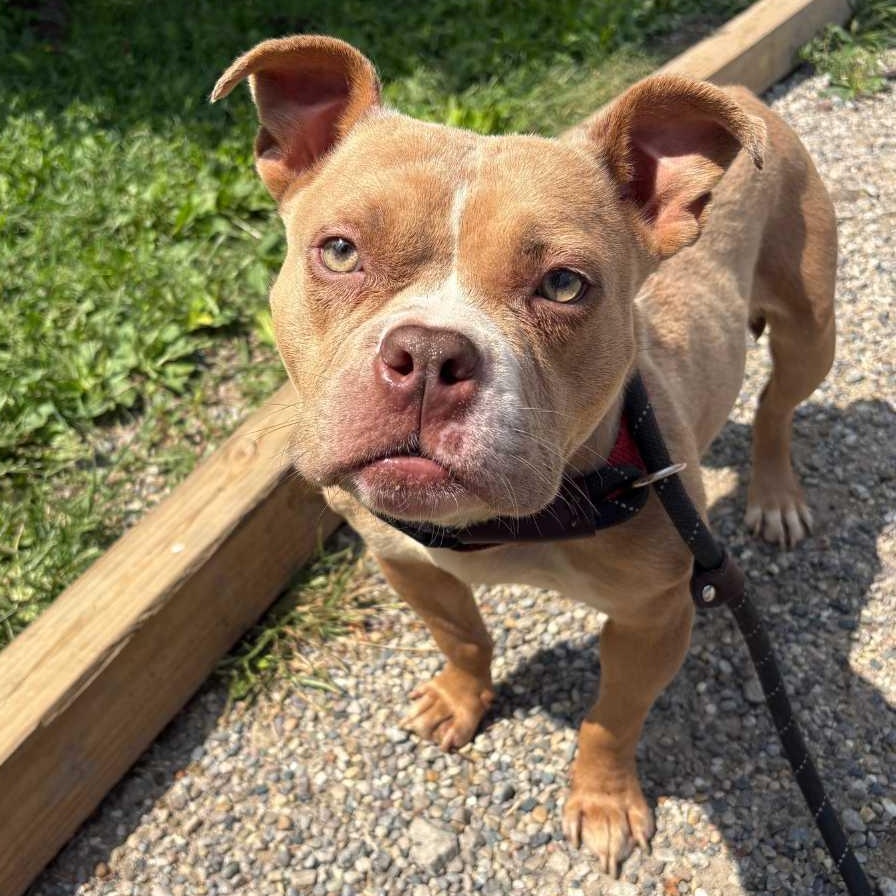 Tugboat, Adoptable, Young Female American Bully & Mixed Breed.