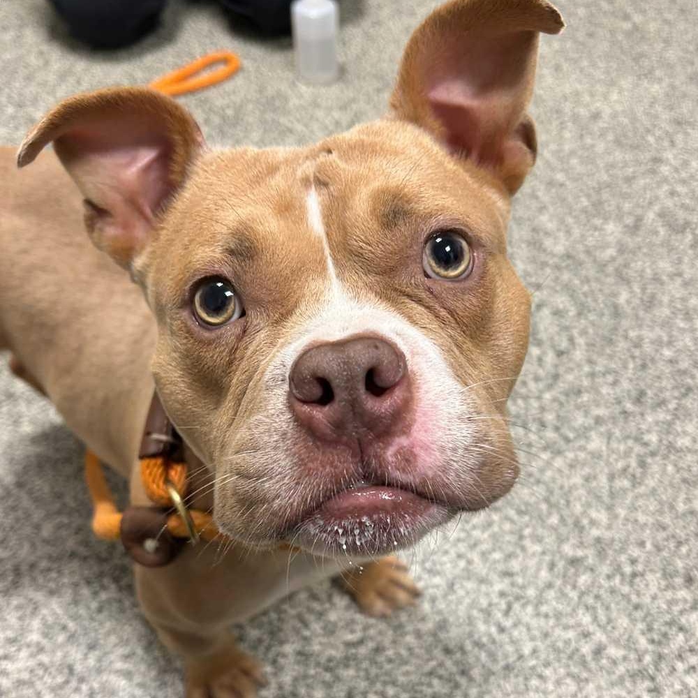 Enlarge Tugboat, a Adoptable mixed breed in Detroit, MI image 3/6