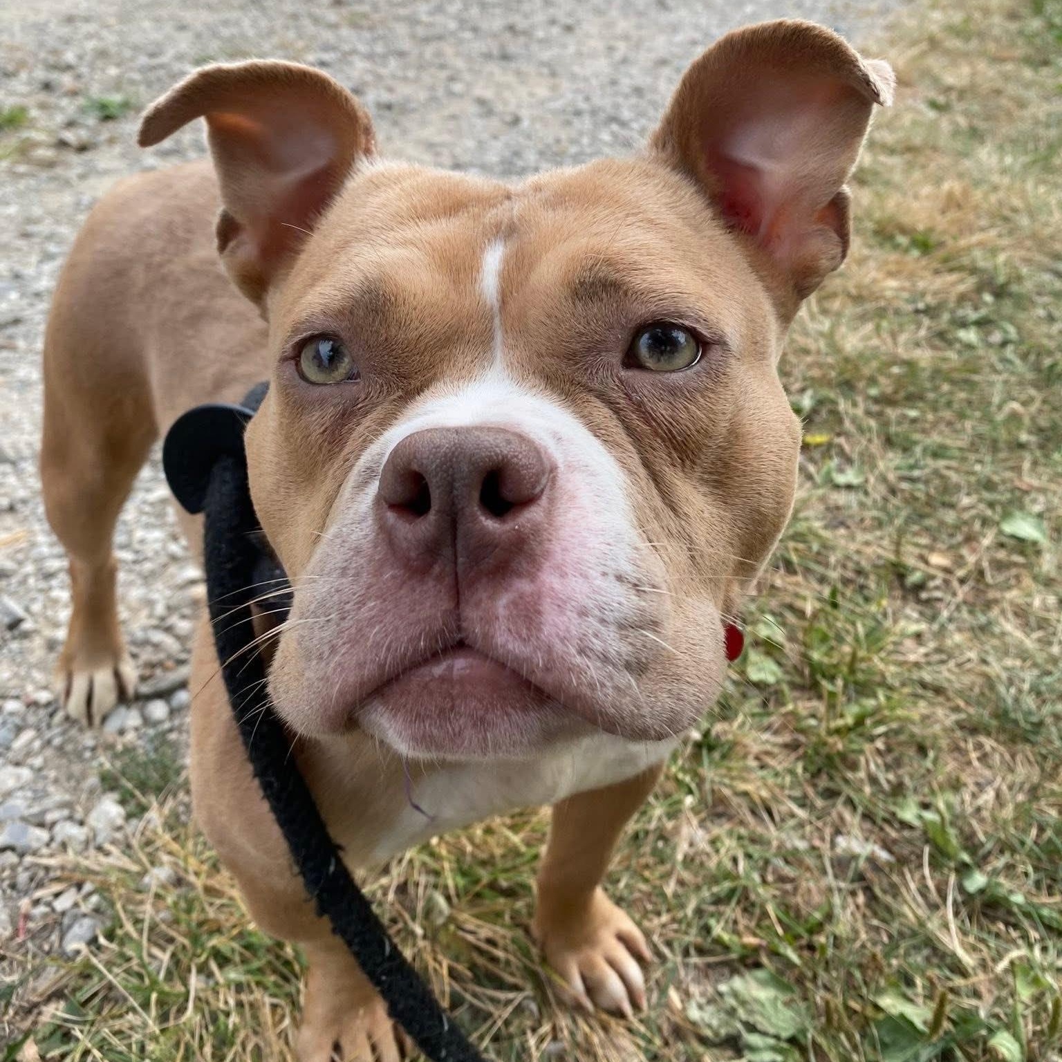 Enlarge Tugboat, a Adoptable mixed breed in Detroit, MI image 6/6