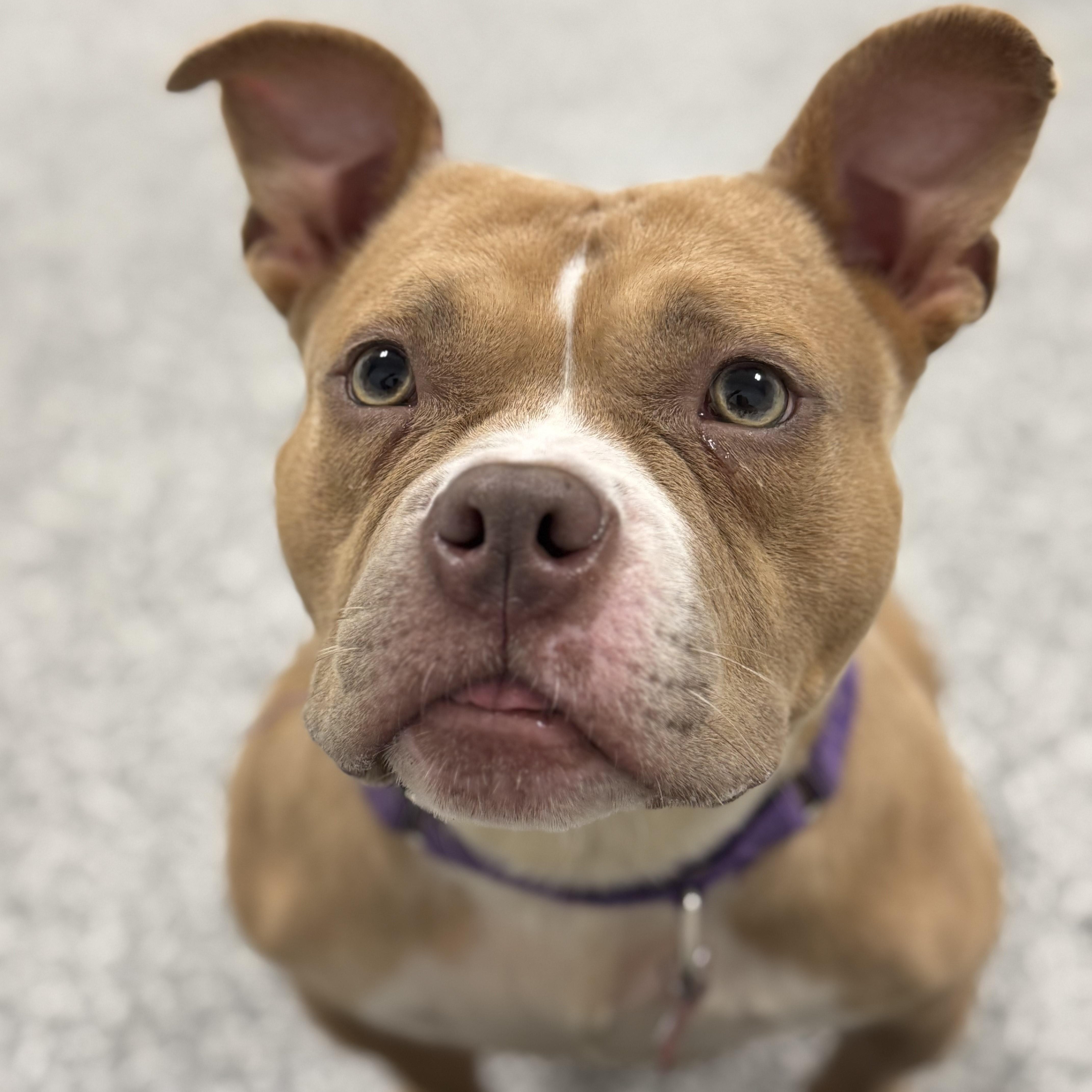 Tugboat, Adoptable, Young Female American Bully & Mixed Breed.