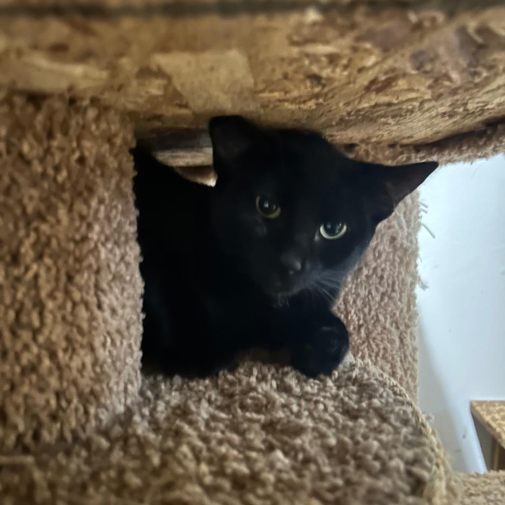 Baklava, an adoptable Domestic Short Hair in Veneta, OR, 97487 | Photo Image 1