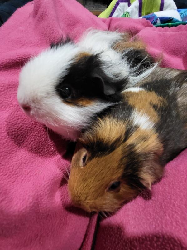 Bella & Beatrice, Adoptable, Adult Female Rat.
