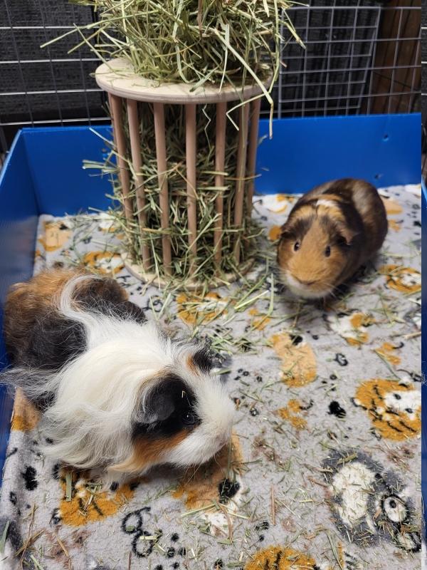 Enlarge Bella & Beatrice, a Adoptable Rat in Dedham, MA image 3/4