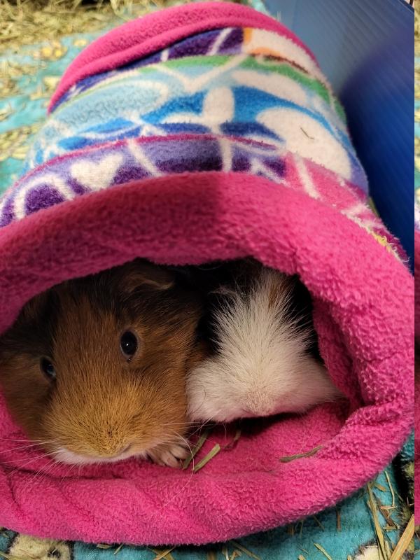 Enlarge Bella & Beatrice, a Adoptable Rat in Dedham, MA image 2/4