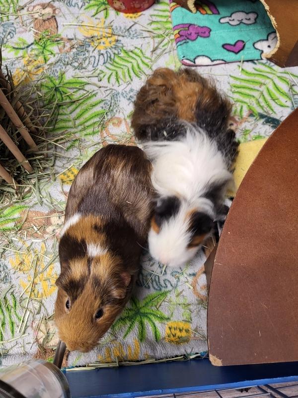 Enlarge Bella & Beatrice, a Adoptable Rat in Dedham, MA image 4/4