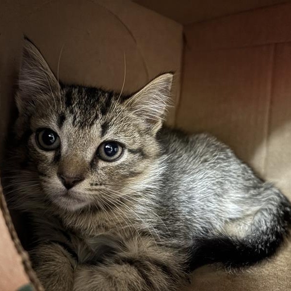 Enlarge Bobcat, a Adoptable Domestic Short Hair in Prince Frederick, MD image 1/2
