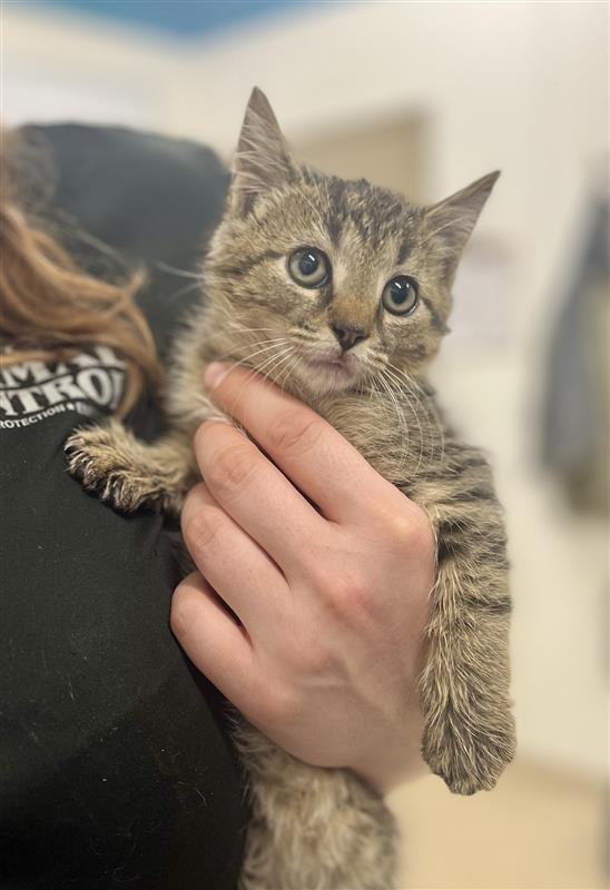 Enlarge Bobcat, a Adoptable Domestic Short Hair in Prince Frederick, MD image 2/2