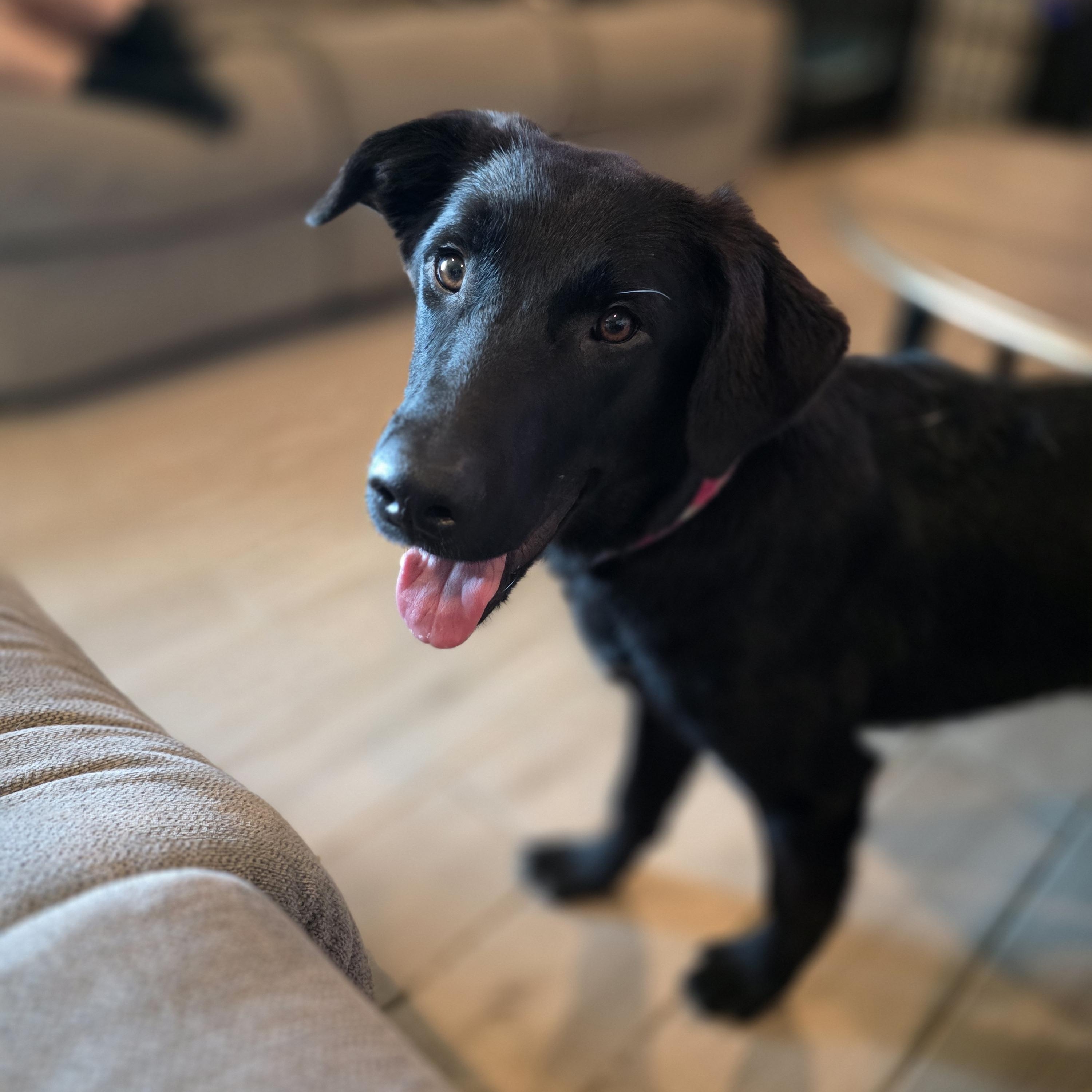 Enlarge Raven, a Adoptable Black Labrador Retriever in Tucson, AZ image 2/4