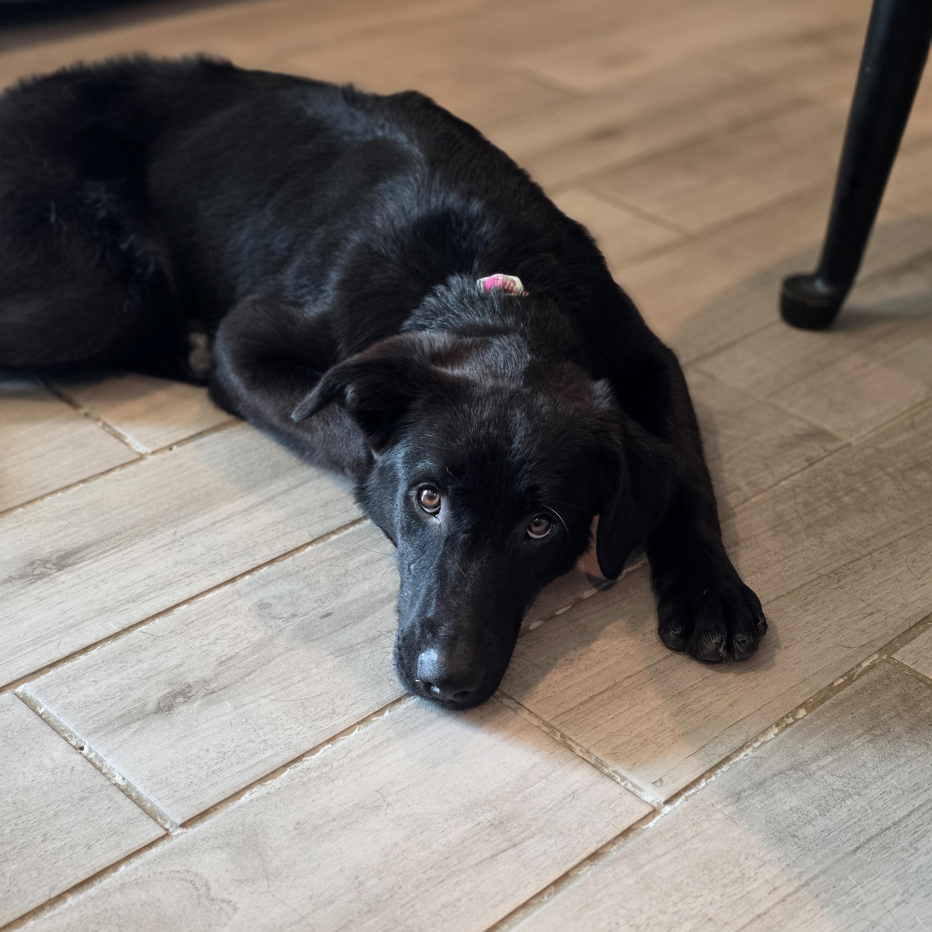 Enlarge Raven, a Adoptable Black Labrador Retriever in Tucson, AZ image 3/4