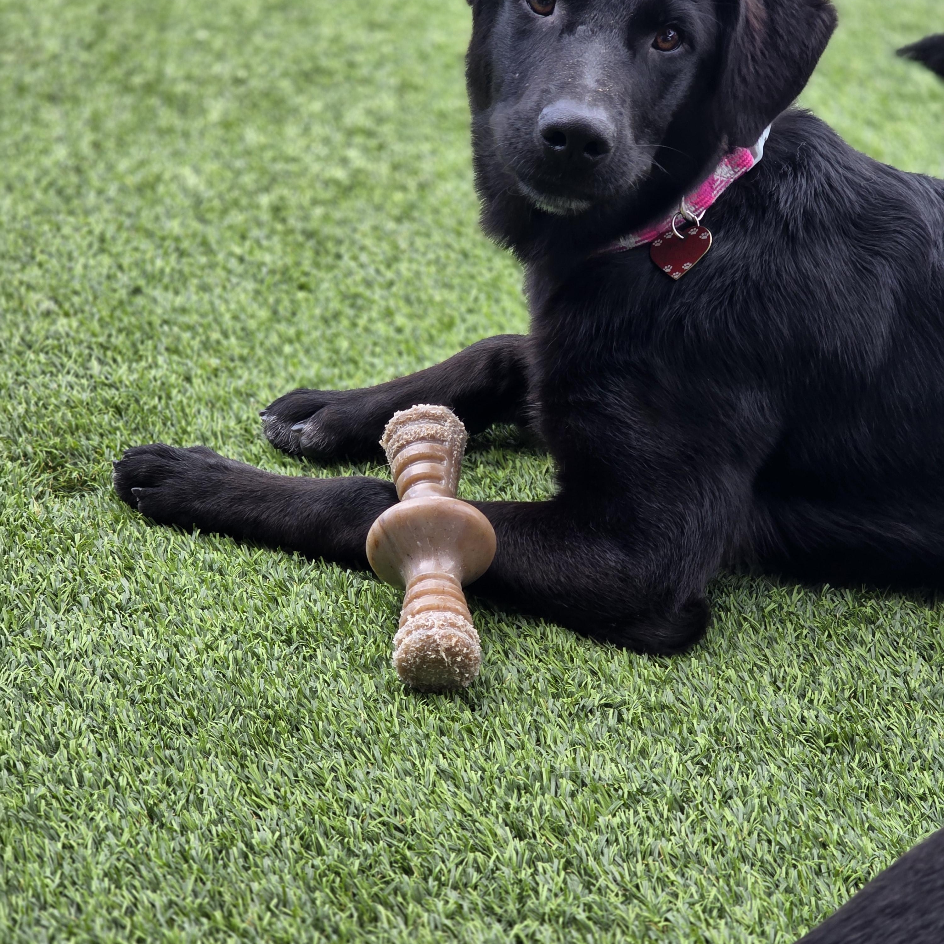 Enlarge Raven, a Adoptable Black Labrador Retriever in Tucson, AZ image 4/4