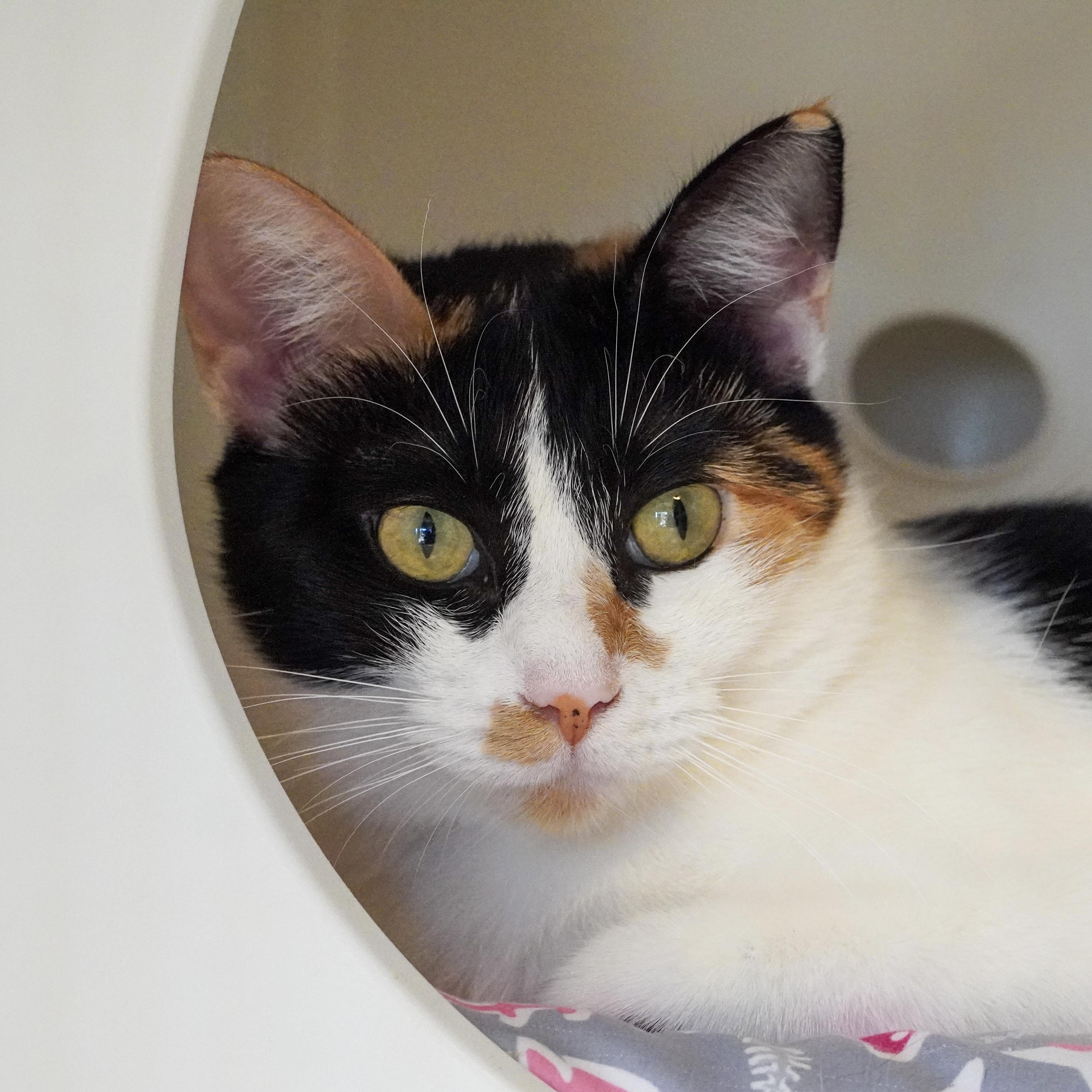 Enlarge Minnow, a Adopted mixed breed in Santa Fe, NM image 1/6