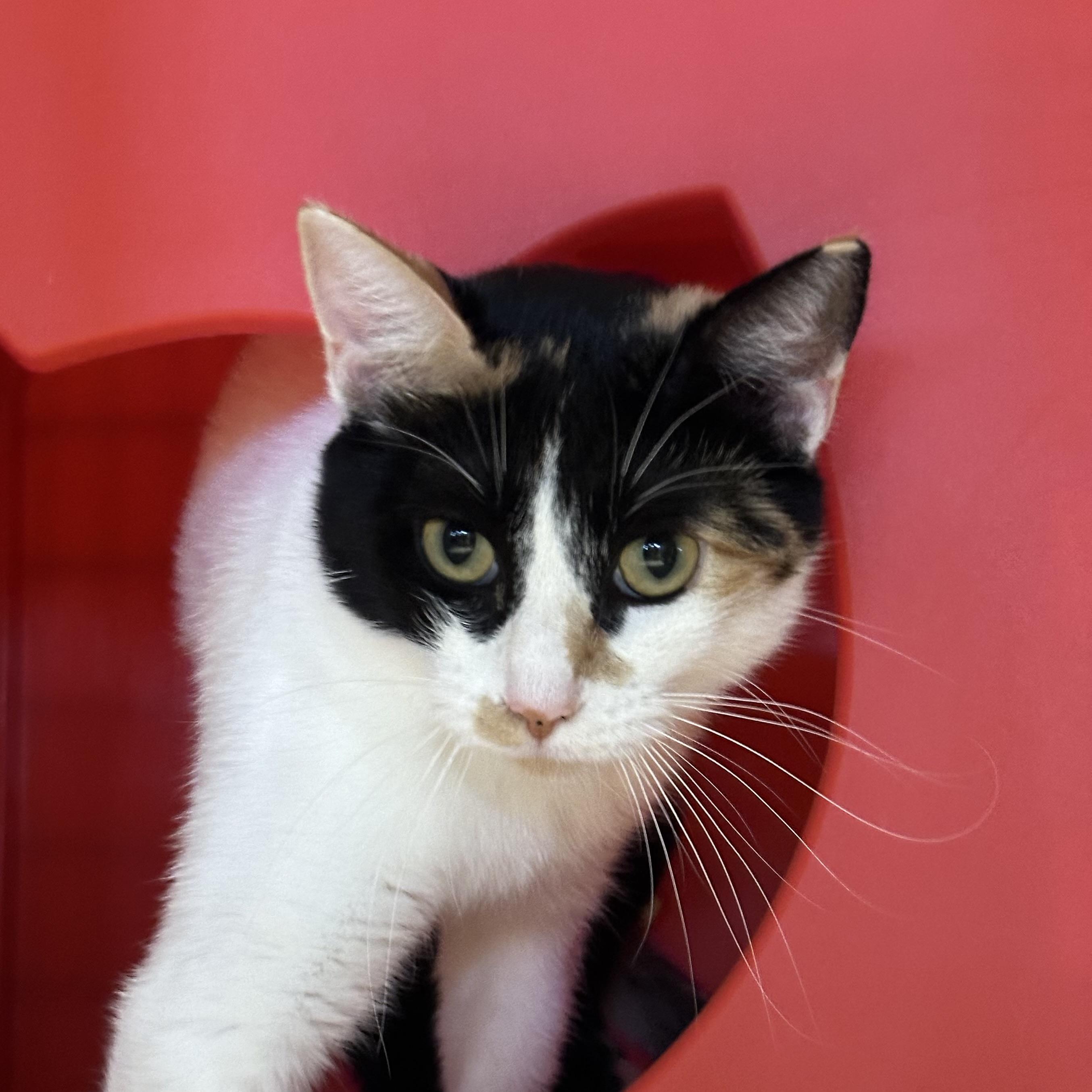 Enlarge Minnow, a Adopted mixed breed in Santa Fe, NM image 4/6