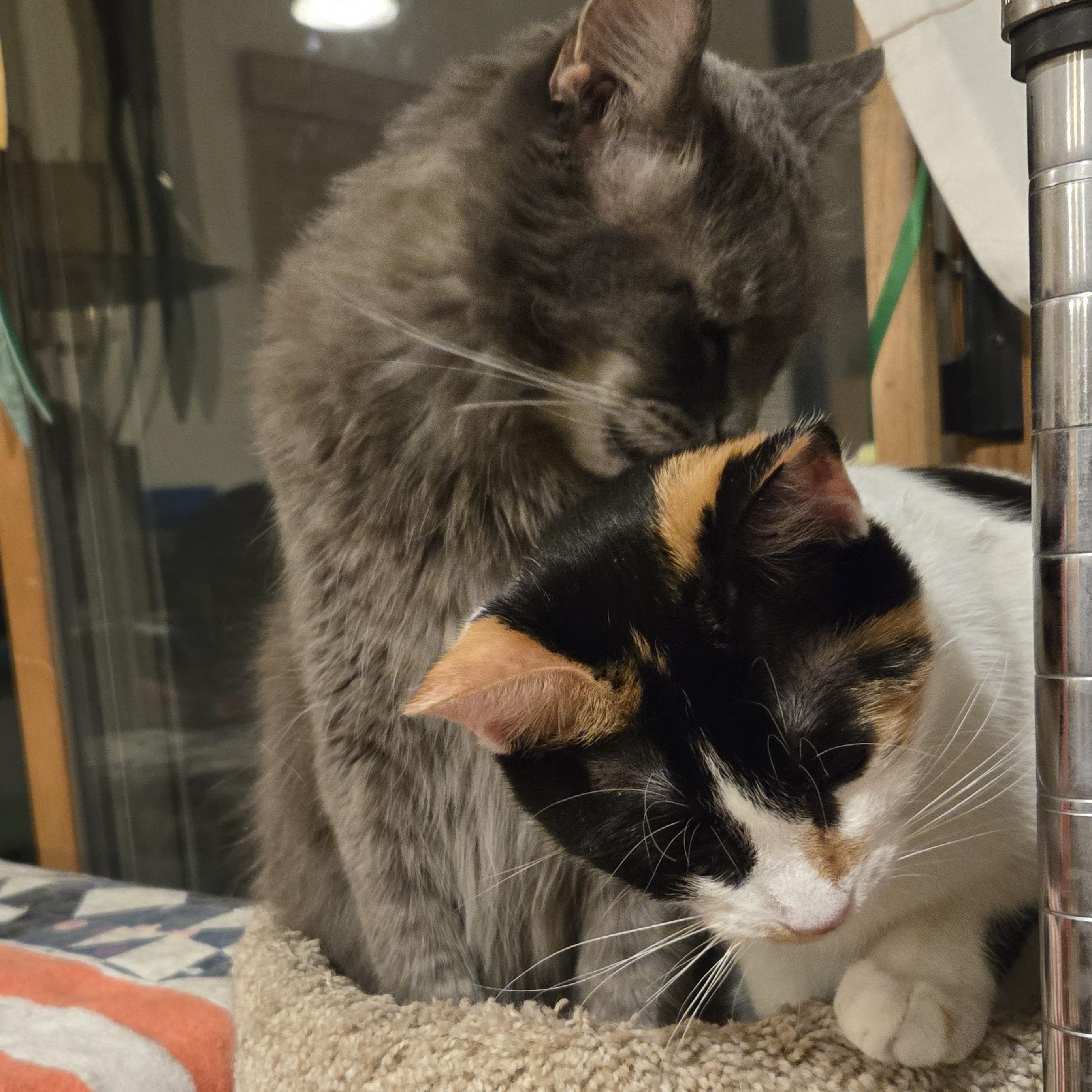 Enlarge Minnow, a Adopted mixed breed in Santa Fe, NM image 5/6