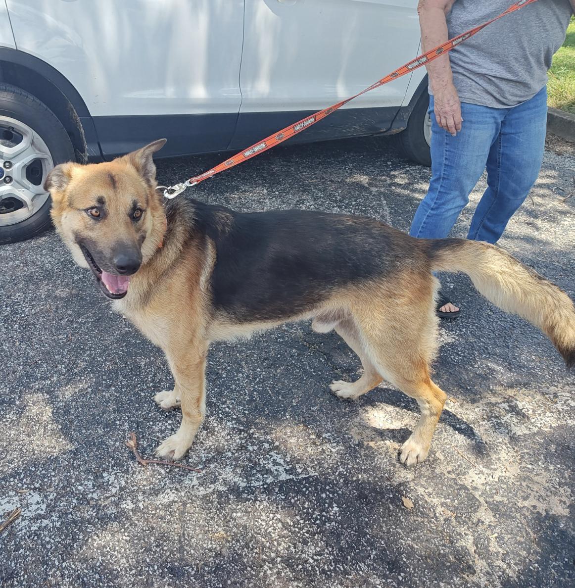 Skype, Adoptable, Adult Male German Shepherd Dog.