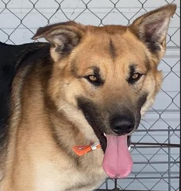 Enlarge Skype, a Adoptable mixed breed in Woburn, MA image 2/5