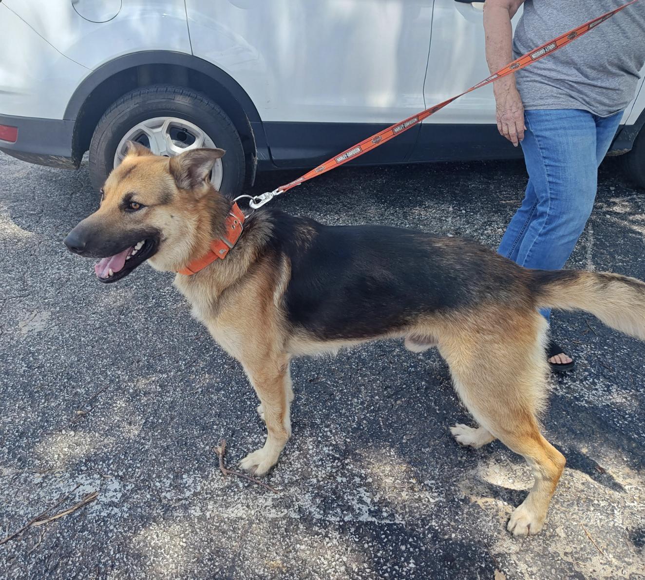 Enlarge Skype, a Adoptable mixed breed in Woburn, MA image 3/5