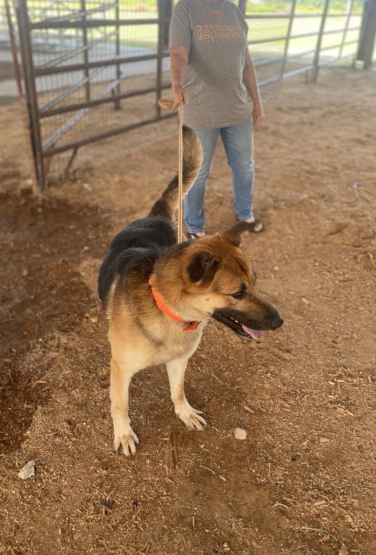 Enlarge Skype, a Adoptable mixed breed in Woburn, MA image 4/5
