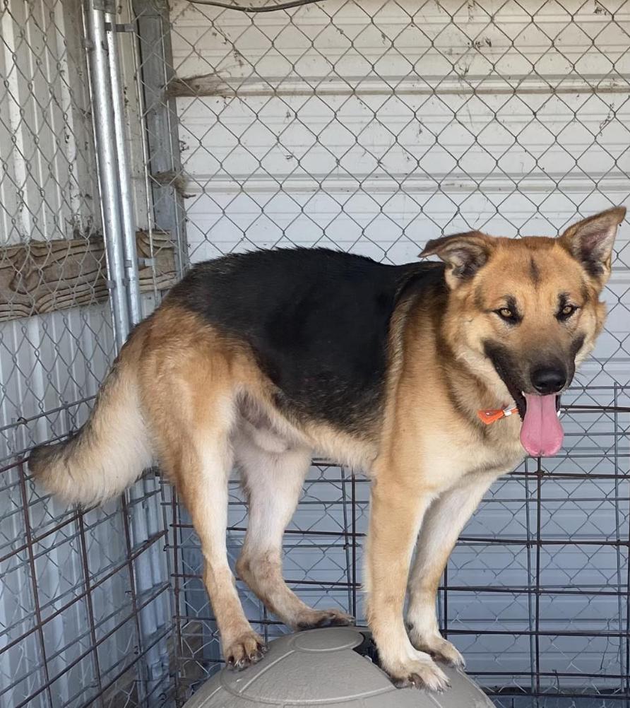 Enlarge Skype, a Adoptable mixed breed in Woburn, MA image 5/5