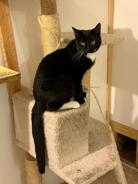 Enlarge SKYLER, a Adoptable Tuxedo in Millerstown, PA image 2/3
