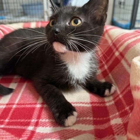 Enlarge SKYLER, a Adoptable Tuxedo in Millerstown, PA image 2/4