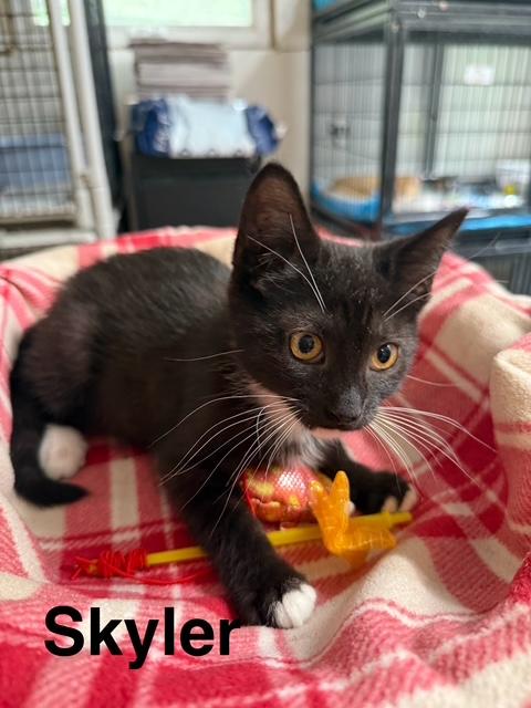 Enlarge SKYLER, a Adoptable Tuxedo in Millerstown, PA image 1/4