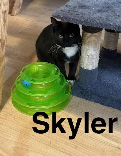 SKYLER, Adoptable, Young Male Tuxedo.